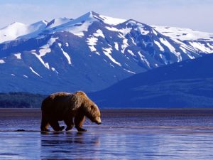 The six million-acre Denali National Park, which will celebrate its Centennial in 2016, is teaming with amazingly adapted wildlife ranging from the largest animals in North America like this bear, to small but hearty critters like snow rabbits and wolverines.